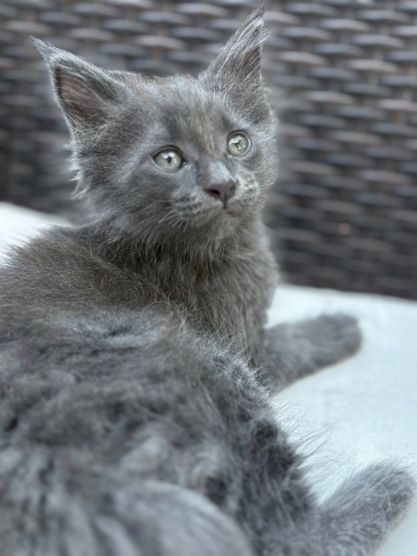 Chaton Bleu