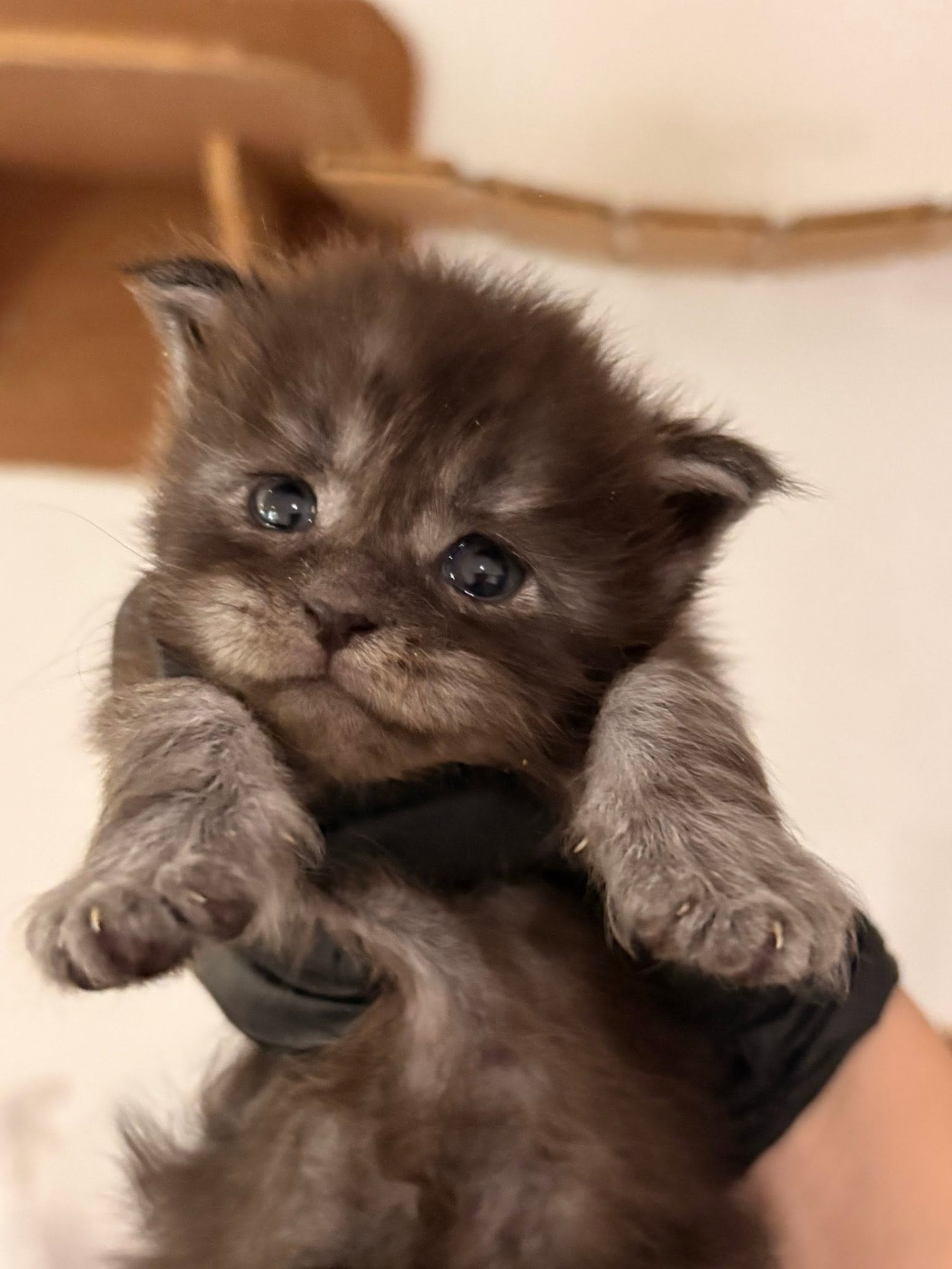 Maine coon black smoke, Disponible à partir du 1er septembre (il y a 3 femelles)
